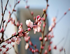 西安交通大学2019接收推免生人数统计